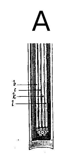 Filament