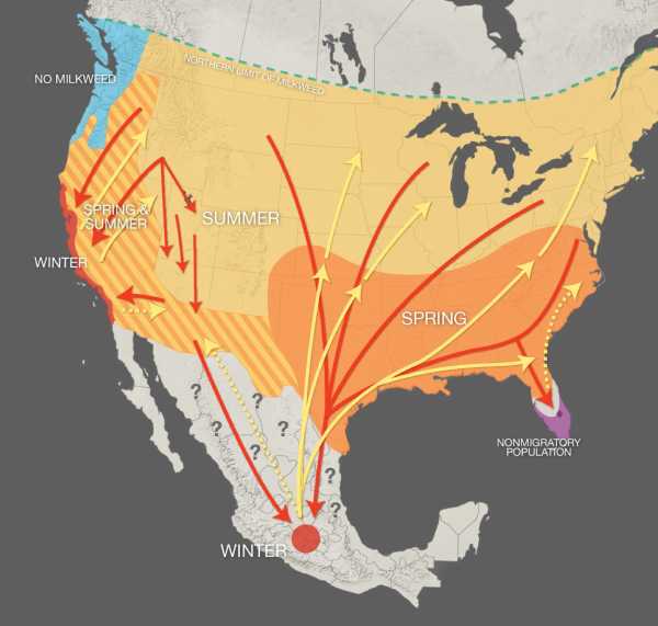 Monarch Butterflies