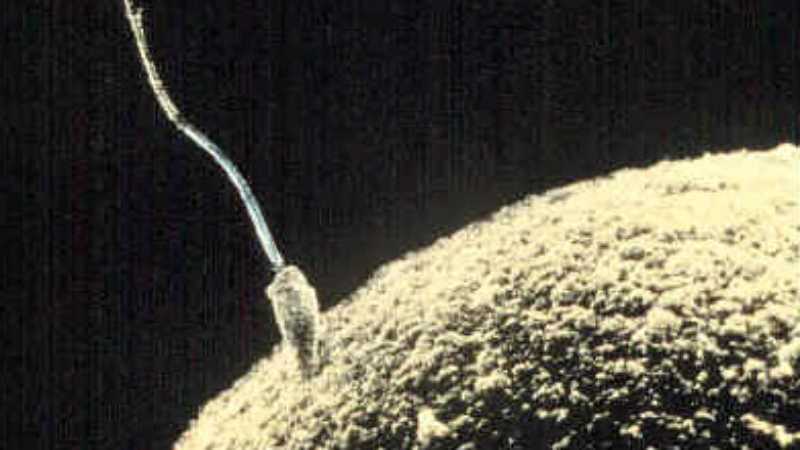 Dharmagenesis: Initial Condition