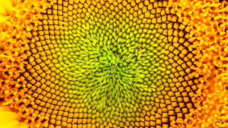Vortex Numbers and Fractals